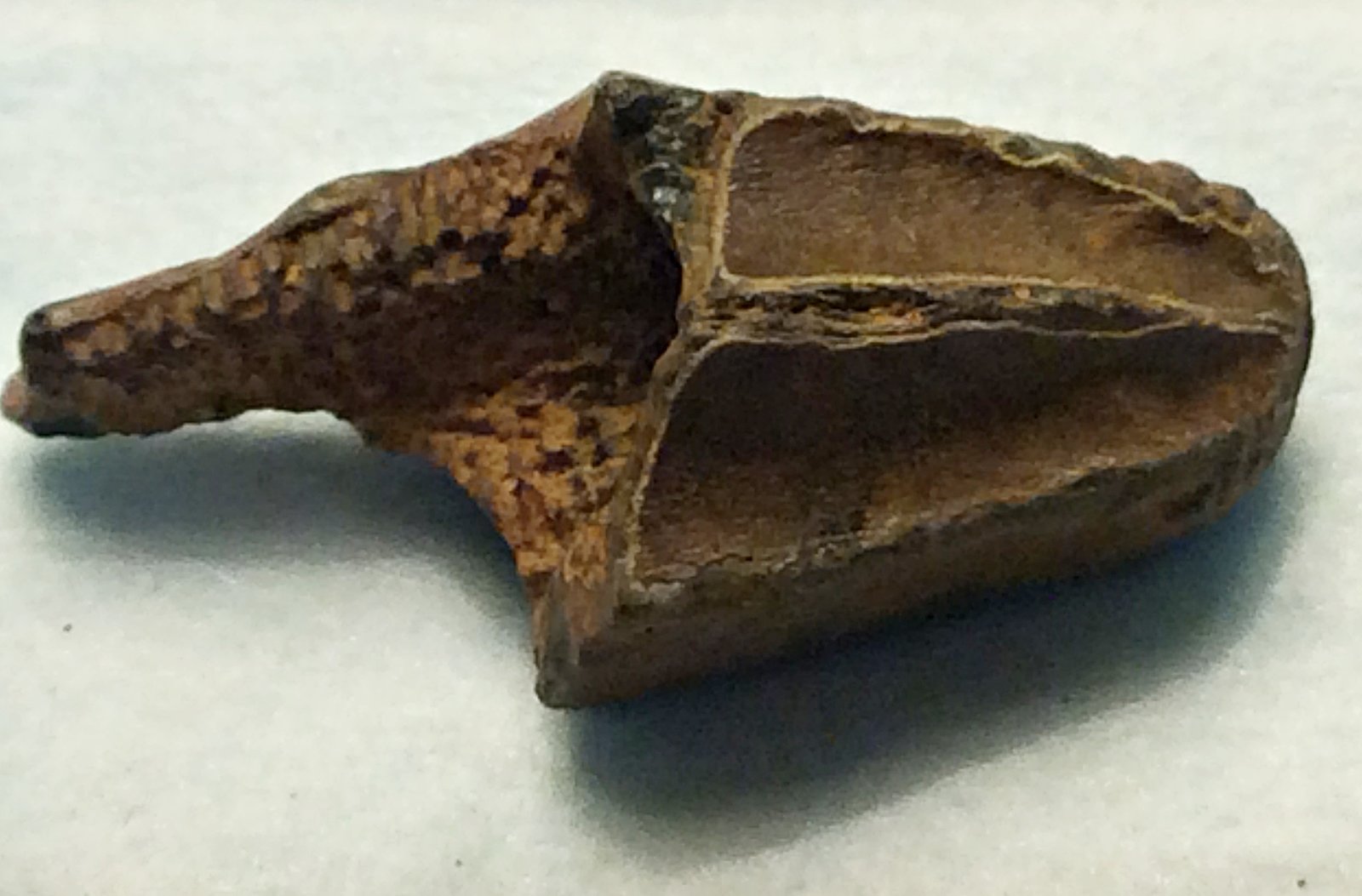 Broken Hadrosaur Tooth from Ramanessin Brook