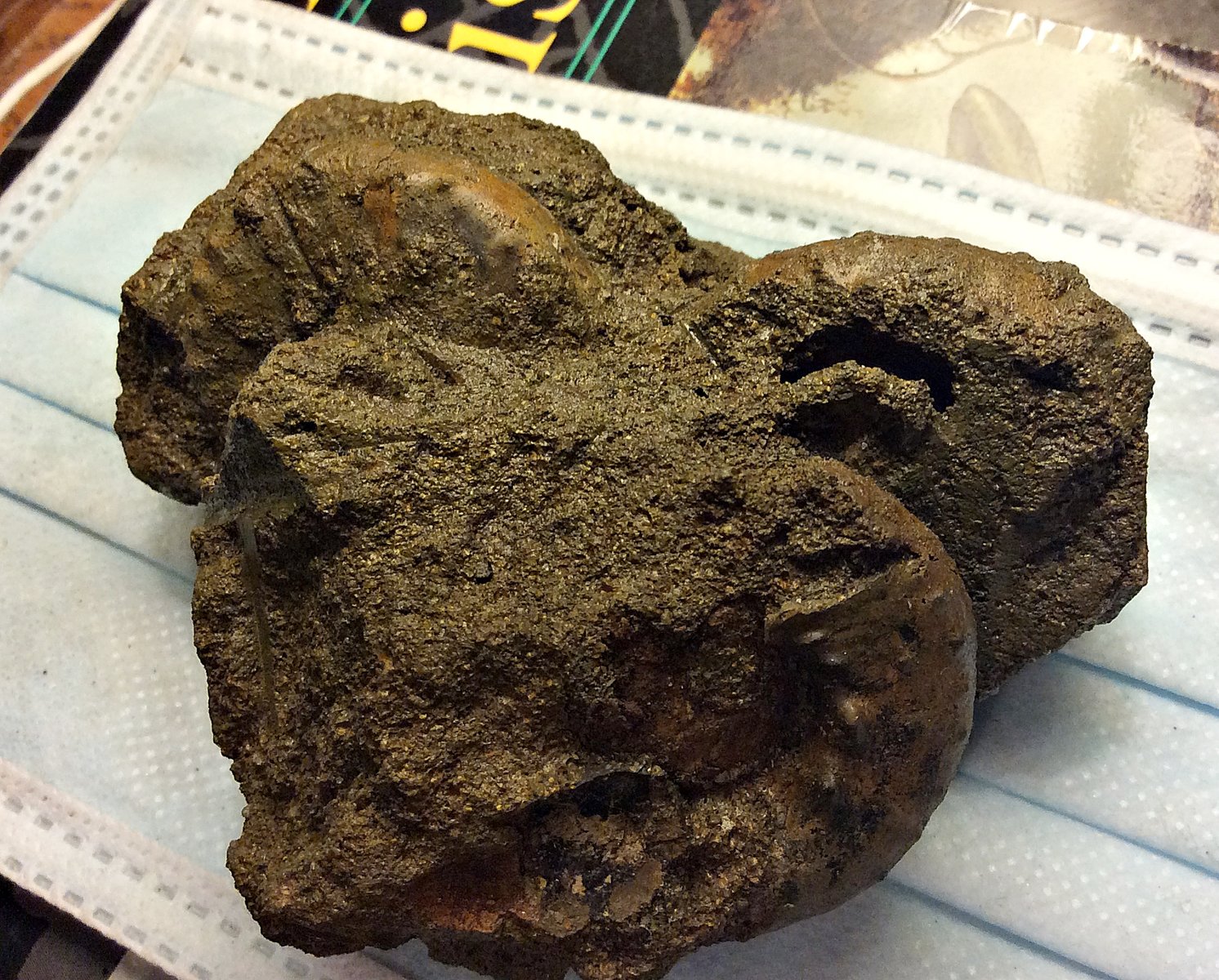 Ammonite Cluster from the Pinna Layer: Freehold, New Jersey