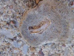 Nodule #13: Campodus tooth