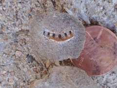 Campodus Tooth In Concretion