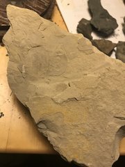 Disarticulated Eurypterid