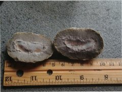 Nodule  #7: Possible Fish body part with what could be skin impressions