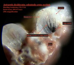 Astraspis odontode cross section