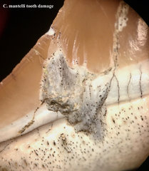 C. mantelli tooth damage