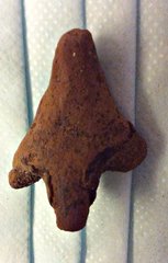 Hybodont Shark Cephalic Clasper