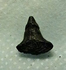 Hybodont Shark Tooth