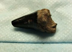 Mosasaur Tooth from Big Brook