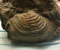 Bivalve from the Merchantville Formation