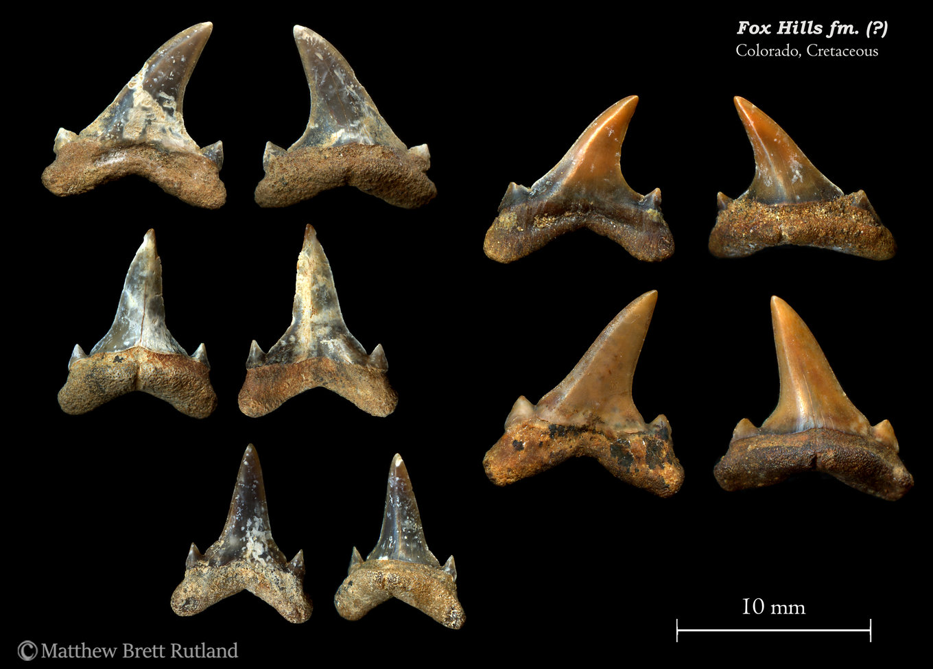 02_FoxHills_Cretaceous_012019.thumb.jpg.b7a8b5272b1215041ce1cdb8506b2dfe.jpg