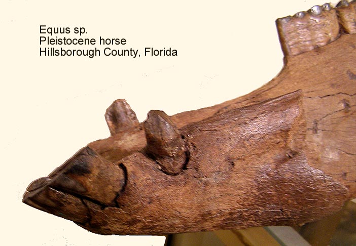 horseequuscanines.JPG