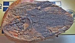 Whiteia woodwardi,  Early Triassic Coelacanth from Madagascar