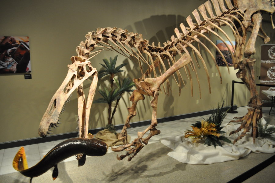 suchomimus_skeleton_by_eocarchariadinops-d3juq7d.jpg.772ca06b4f9f28e27087147aed2396d8.jpg