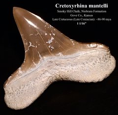 Cretoxyrhina mantelli (1)