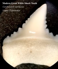 Modern Posterior Great White Shark Tooth