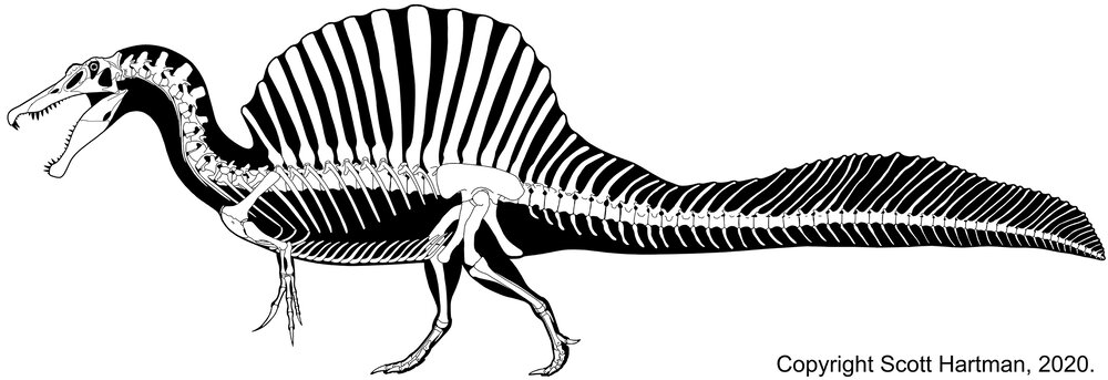 5fc36ed613ccc_Spinosaurusskeletal2020webrezforarticle.jpg.bc9ed4b21c10922428116d498934bad9.jpg