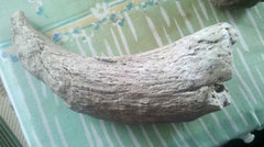 Bison Horn Core