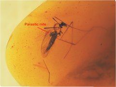 Tipulidae with parasitic mite