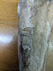 Horse Tibia With Cut Marks