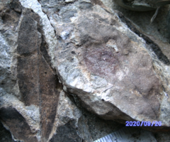 Cretaceous Leaf Fossil