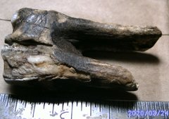 Ancient Horse Tooth