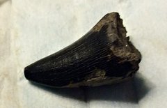 Mosasaur Tooth from Big Brook, N.J.