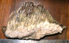 Partial Mammoth Tooth