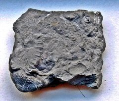 Small Mid-Devonian Hash Plate