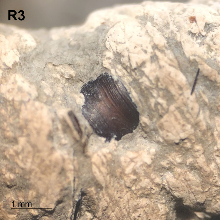 Coprolite-Ring-Inclusions-Oxford-Clay-R3.jpg