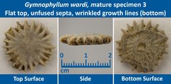 08 Gymnophyllum wardi Mature Specimen 03 Flat top, Unfused Septa