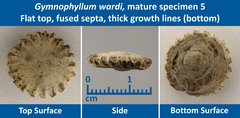 10 Gymnophyllum wardi Mature Specimen 05 Flat top, Fused Septae, Thick growth lines