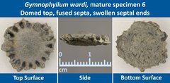 11 Gymnophyllum wardi Mature Specimen 06 Domed top, Fused septa, Swollen septal ends