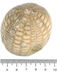 Echinocorys ex gr sulcata