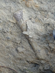 Dorsal Fin Spine Fossil