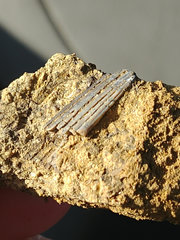 Fossilized Tip of a Fin Spine