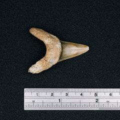 Mako shark tooth