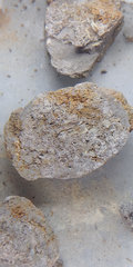 Nodule #18: Fish Coprolite with many bone fragments