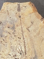 walchian conifer plus unidentified seed