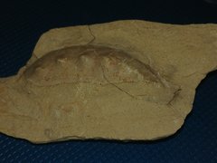 Shell fragment from Metacoceras Sp