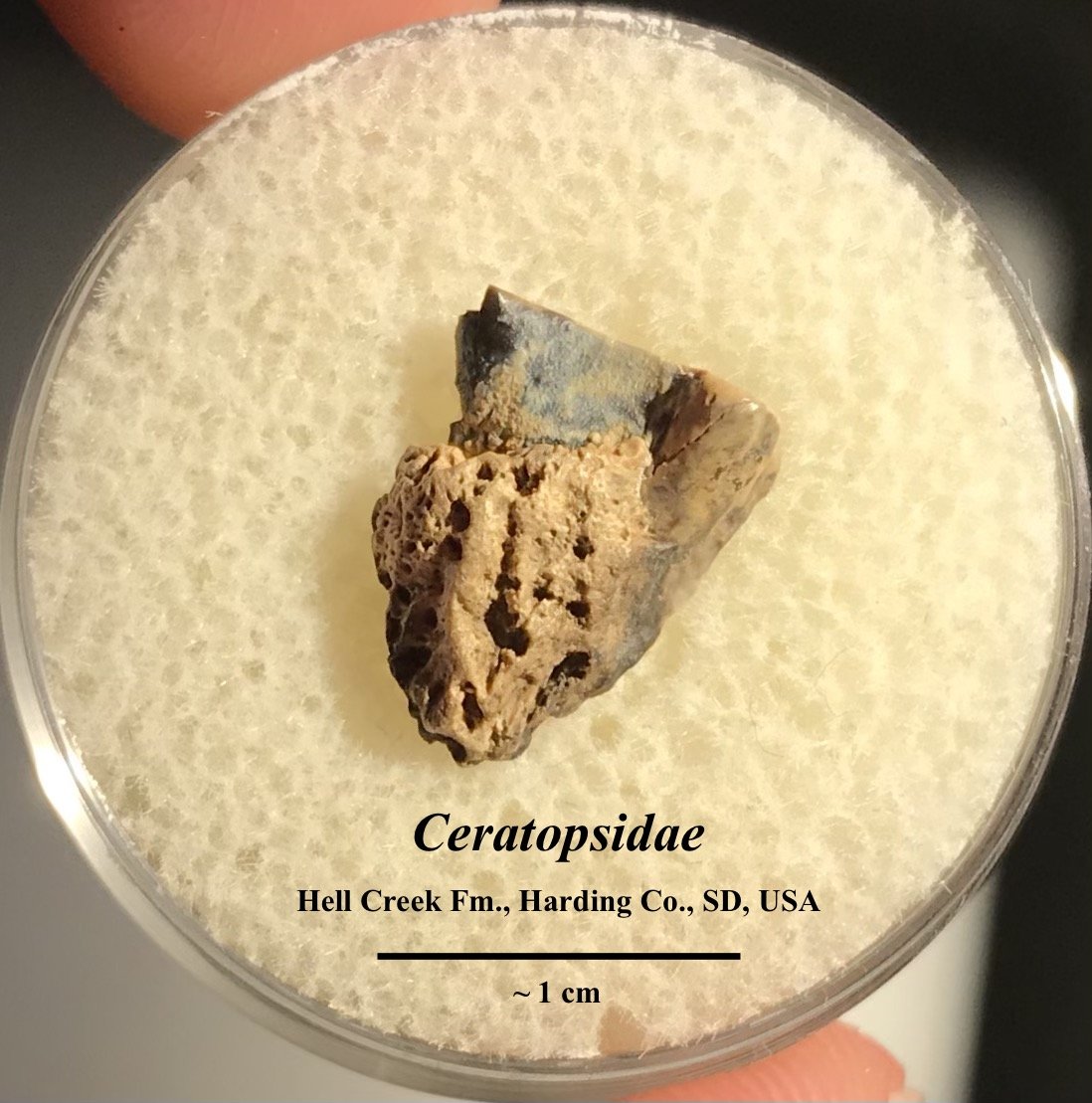 Ceratopsian spit tooth