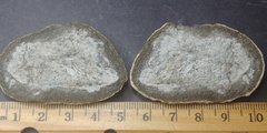 Concretion #19: 4.4 cm Assumed Fish Coprolite