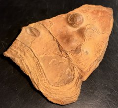 Texas Stromatolite