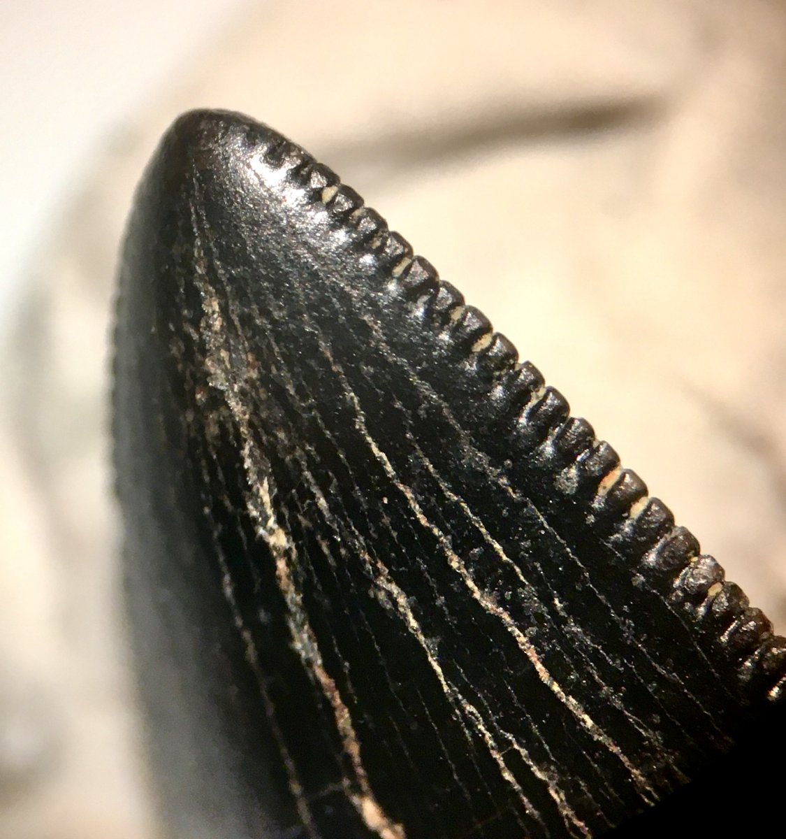 Juvenile T. rex tooth tip