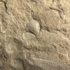 Unidentified tiny fossils