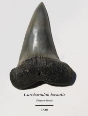 Carcharodon hastalis (narrow-form)