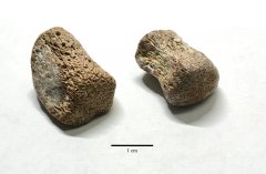 Small mosasaur vertebrae