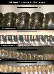 Hell Creek Tyrannosaur Denticle Variation