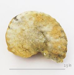 Ammonite Mortoniceras GTown SM