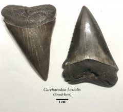 Carcharodon hastalis (broad-form)
