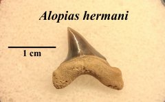 Alopias hermani