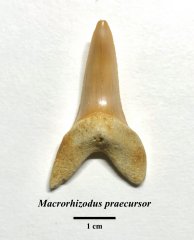 Macrorhizodus praecursor